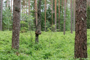 Canlı yeşil bir çalılığı olan sakin bir çam ormanı, belirgin bir burnu olan bir ağacı aydınlatıyor..