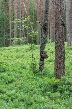  Belirgin bir burnu, genç bir fidanı ve yemyeşil çalıları olan bir ağacın bulunduğu huzurlu bir çam ormanı sahnesi..