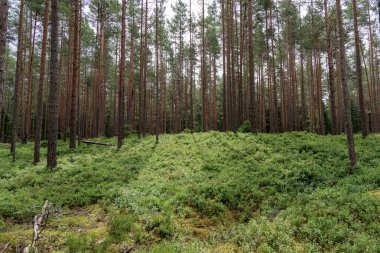 Yoğun bir çam ormanının geniş bir görüntüsü. Uzun, ince ağaç gövdeleri ve verimli, yeşil bir çalılık..