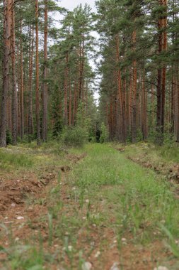 Yeşil çimenli düz, dar bir toprak patika, sık bir çam ormanının içinden geçiyor, dingin ormanın derinliklerine doğru gidiyor..