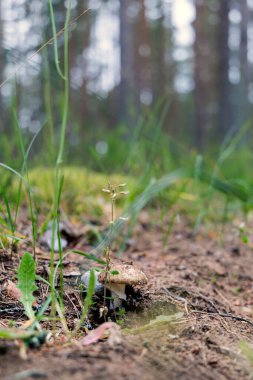 Çam ormanlarının zemininden küçük benekli bir mantar çıkar, arka planda uzun ağaç gövdeleri bulanıklaşır..