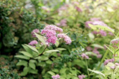  Açık yeşil yapraklara karşı canlı pembe çiçek kümeleri sergilenen bir Spiraea çalılığının yakın çekimi.