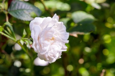 Yumuşak yapraklı narin beyaz bir gül, yeşil yaprakların bulanık arkaplanına yakın plan çekilir..
