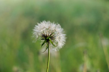 Hassas bir karahindiba tohumu başı yakın plan, dağılmaya hazır, yumuşak, bulanık yeşil bir zemin üzerine kurulmuş.