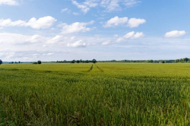  Uçsuz bucaksız, canlı bir yeşil buğday tarlası açık mavi gökyüzünün altında yayılmış beyaz bulutlar, doğa, tarım ve yaz temalarını çağrıştırıyor..