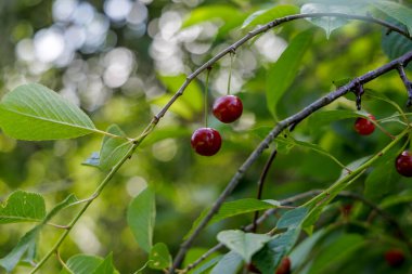 İki olgun kırmızı kiraz yeşil yaprakların arasından sarkan bir daldan sarkan, yumuşak ve bulanık bir arka planı olan.