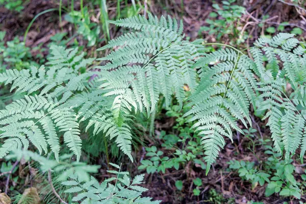 Ormanın gölgeli ormanlarında yetişen canlı yeşil eğreltiotu yaprakları doğal desenler ve yemyeşil yapraklar sergiliyor..
