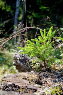 Eski bir ağaç kütüğünden filizlenen canlı, genç, yemyeşil bir fidan, güneşli bir ormanda yeni yaşamı ve yenilenmeyi simgeliyor..