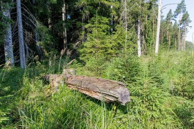 Yıpranmış, çürüyen bir kütük yemyeşil çalılıkların ve güneşli bir Letonya ormanında genç ağaçların arasında dinleniyor..