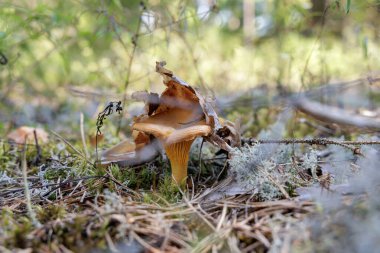 Kısmen kuru yapraklarla kaplı, yosunlu orman zemininden çıkan tek bir mantar mantarının yakın çekimi..