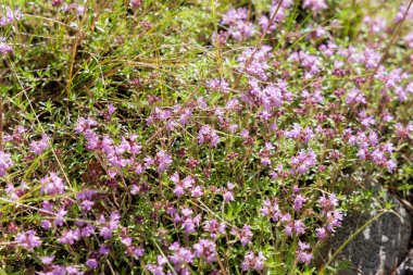  Yeşil otların arasında açan narin mor kekik çiçekleri, parlak yaz güneşiyle yıkanır..