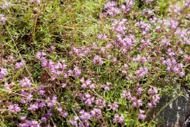  Yeşil otların arasında açan narin mor kekik çiçekleri, parlak yaz güneşiyle yıkanır..