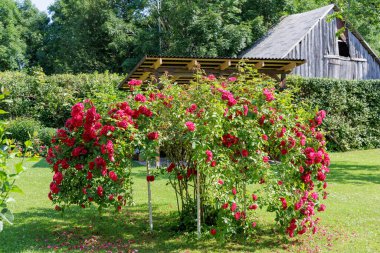 Kırmızı güllerden oluşan canlı bir çalılık, yeşil çimenli ve kırsal binalı güneşli bir bahçede bir kemer oluşturuyor..