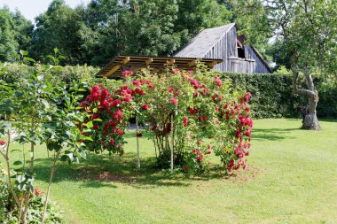Kırmızı güllerden oluşan canlı bir çalılık, yeşil çimenli ve kırsal binalı güneşli bir bahçede bir kemer oluşturuyor..