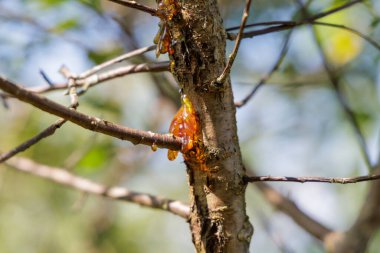  Bir ağacın kabuğundan ve dallarından sızan altın portakal ağacı özsuyunun yakın çekimi, doğal ışıkta parlıyor..