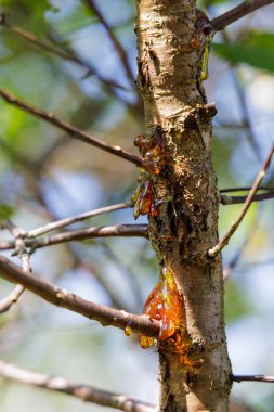  Bir ağacın kabuğundan ve dallarından sızan altın portakal ağacı özsuyunun yakın çekimi, doğal ışıkta parlıyor..