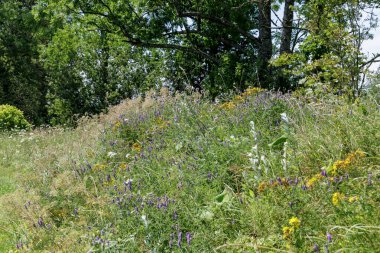Canlı bir yamaçta yeşil çimen bolluğu, mor ve sarı kır çiçekleri parlak bir gökyüzünün altındaki yemyeşil ağaçlara kadar uzanır..