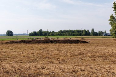  Bir grup beyaz leylek, temiz bir gökyüzünün altında kuru otlar, yeşil tarlalar ve ağaçlarla dolu kırsal bir alanda, karanlık bir toprak yığınında toplanıyor..