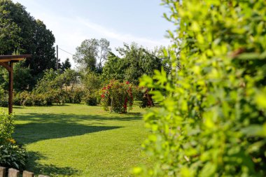 Parlak ve huzurlu bir bahçe, canlı yeşil bir çimenlik, olgun ağaçlar ve açık bir gökyüzünün altında açan kırmızı güllerden oluşan çarpıcı bir çalılık..