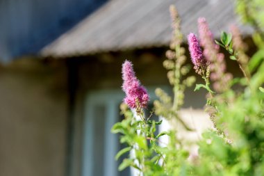 Çürük çatılı kırsal bir binanın bulanık arka planına kurulmuş, çiçek açan hassas pembe spirea çiçekleri..