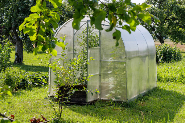  A compact, clear greenhouse stands in a bright green garden, framed by lush foliage, indicating home cultivation.