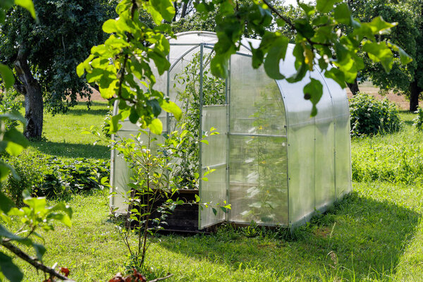  A compact, clear greenhouse stands in a bright green garden, framed by lush foliage, indicating home cultivation.
