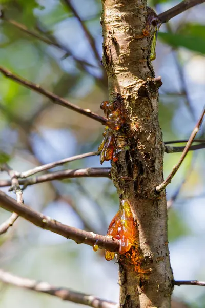  Bir ağacın kabuğundan ve dallarından sızan altın portakal ağacı özsuyunun yakın çekimi, doğal ışıkta parlıyor..