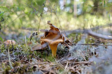Kısmen kuru yapraklarla kaplı, yosunlu orman zemininden çıkan tek bir mantar mantarının yakın çekimi..
