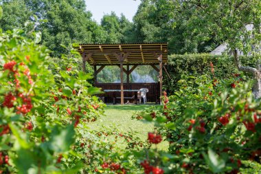  Huzurlu bir bahçe sahnesi ön planda canlı kırmızı üzümlü, ahşap bir çardak ve yemyeşil, rahatlamak için mükemmel bir yer..