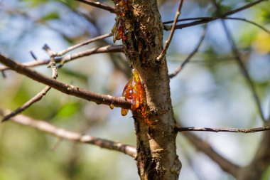  Bir ağacın kabuğundan ve dallarından sızan altın portakal ağacı özsuyunun yakın çekimi, doğal ışıkta parlıyor..