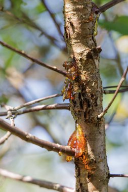 Bir ağacın dallarında ve kabuğunda parlayan altın portakallı ağaç özsuyuna yakın plan..