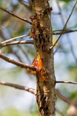 Bir ağacın dallarında ve kabuğunda parlayan altın portakallı ağaç özsuyuna yakın plan..
