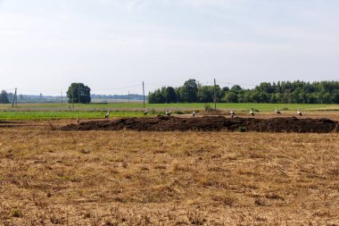  Bir grup beyaz leylek, temiz bir gökyüzünün altında kuru otlar, yeşil tarlalar ve ağaçlarla dolu kırsal bir alanda, karanlık bir toprak yığınında toplanıyor..