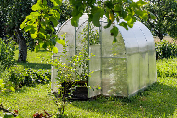  A compact, clear greenhouse stands in a bright green garden, framed by lush foliage, indicating home cultivation.