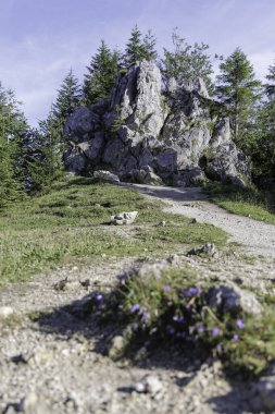 Büyük, dramatik kayalık bir çıkıntıya ve çam ağaçlarına doğru kayalık, çimenli bir yamaca doğru giden bir yürüyüş yolu..