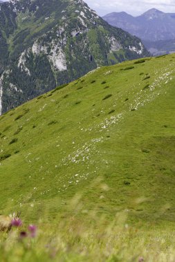  Ön planda otlayan bir papağanın kısmi görüntüsü, geniş yeşil bir dağ yamacı ve arka planda hüküm süren kayalık tepeler..