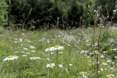 Çiçek açan yabani papatyalar ve uzun otlar. Yumuşak arka planda yemyeşil orman ağaçları var..