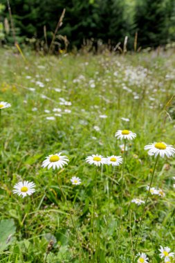 Parlak beyaz papatyaların dikey bileşimi. Güneşle sırılsıklam olmuş bir çayırda dik duruyorlar. Uzakta bulanık bir orman var..