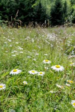 Çiçek açan yabani papatyalar ve uzun otlar. Yumuşak arka planda yemyeşil orman ağaçları var..