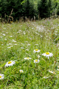  Parlak beyaz papatyaların dikey bileşimi. Güneşle sırılsıklam olmuş bir çayırda dik duruyorlar. Uzakta bulanık bir orman var..