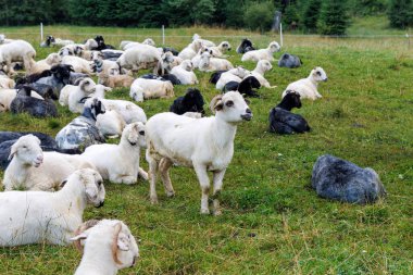  Büyük bir koyun sürüsü, hem beyaz hem de siyah bireyler, ormanla çevrili yeşil bir çayırda huzur içinde dinleniyorlar..