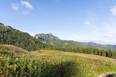 Çam ormanlarıyla kaplı görkemli bir dağ sırasının geniş bir manzarası. Mavi bir gökyüzünün altında geniş bir çayırlık vahşi bitkiler var..