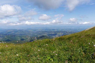 Dağ sırtından geniş bir manzara vadisi, yemyeşil çimenler ve ön planda küçük kır çiçekleri.