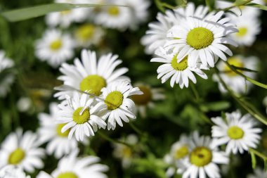 Güneşte güneşlenen bir demet papatyanın yakın çekim ve samimi çekimi, daha fazla çiçeğin yumuşak odaklı arka planıyla..