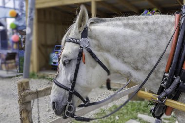 Dizgin takan ve koşum takımının bir parçası olan sakin beyaz bir atın yakın plan görüntüsü. At dışarıda duruyor..