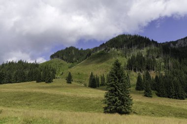 Uçsuz bucaksız, yeşil bir dağ yamacında orman parçaları ve birkaç izole çam ağacı, parlak bir gökyüzü ve tüylü bulutlar.
