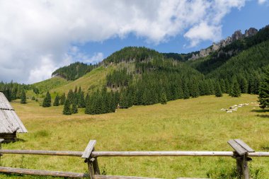Bir koyun sürüsü yemyeşil bir çayırda otlar kırsal bir ahşap kulübenin yanında ve arka planda orman yamacı olan bir çitin yanında.