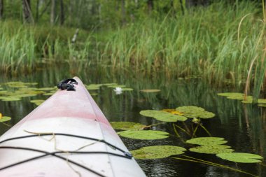 Bir kanodan huzurlu bir manzara, beyaz bir su zambağı, uzun kamışları ve kıyı şeridinde ağaçlarla botun önünü gösteriyor..