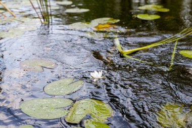 Sakin, yansıtıcı bir nehrin yüzeyinde yeşil pedleri arasında yüzen beyaz bir nilüfer çiçeğinin yakın çekim görüntüsü..