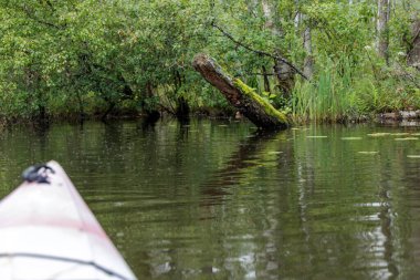  Nehir kıyısında yosun kaplı, düşen kütükleri ve yemyeşil yeşillikleri gösteren bir kanodan yakından birinci şahıs görüntüsü..